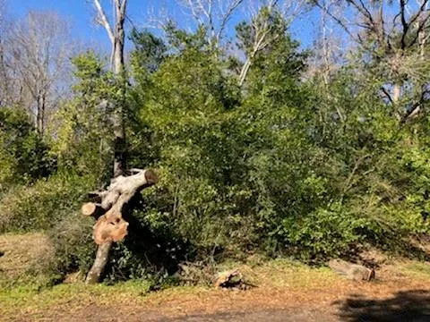 Marlin Lot 312 Drive