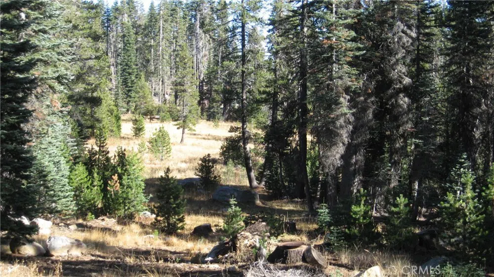 sugar pine Berry Creek, CA 95972