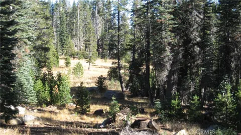 sugar pine