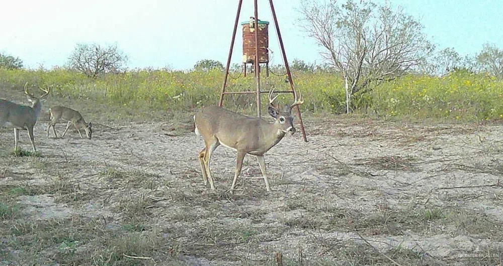 0 FM 1017 Highway Agua Nueva, TX 78361