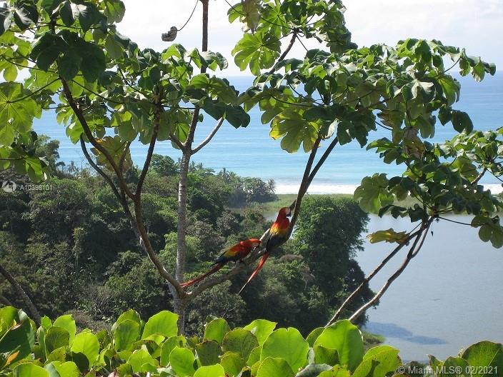 1 Carate Osa Peninsula 