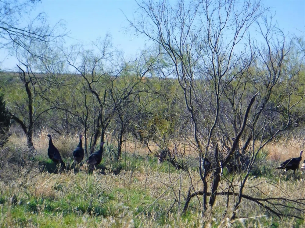 2301 County Road 355 Justiceburg, TX 79330