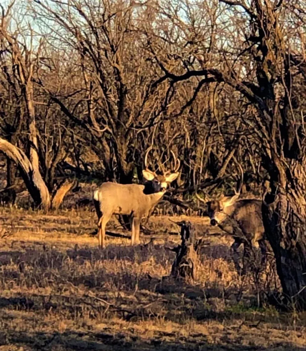 2301 County Road 355 Justiceburg, TX 79330