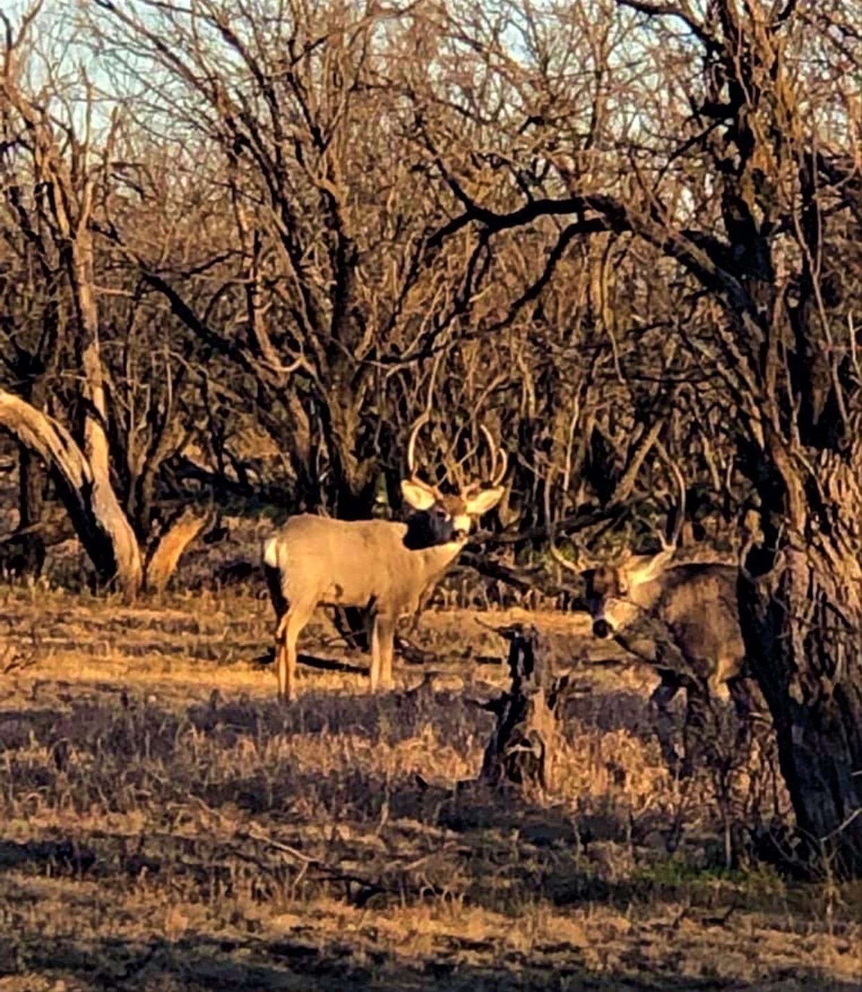 2301 County Road 355 Justiceburg, TX 79330