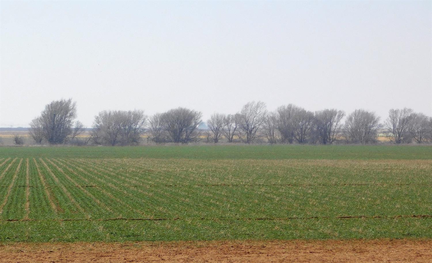 2070 County Road 1008 Muleshoe, TX 79347