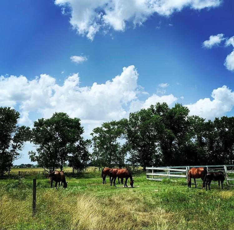 FM 1462 ROAD West Columbia, TX 77430