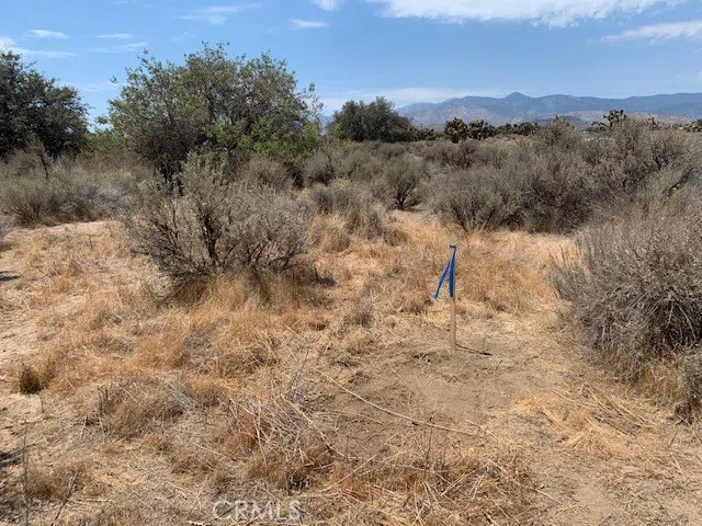 Tumbleweed Phelan, CA 92371