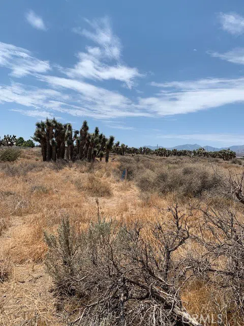 Tumbleweed Phelan, CA 92371
