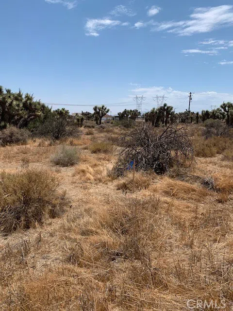 Tumbleweed Phelan, CA 92371