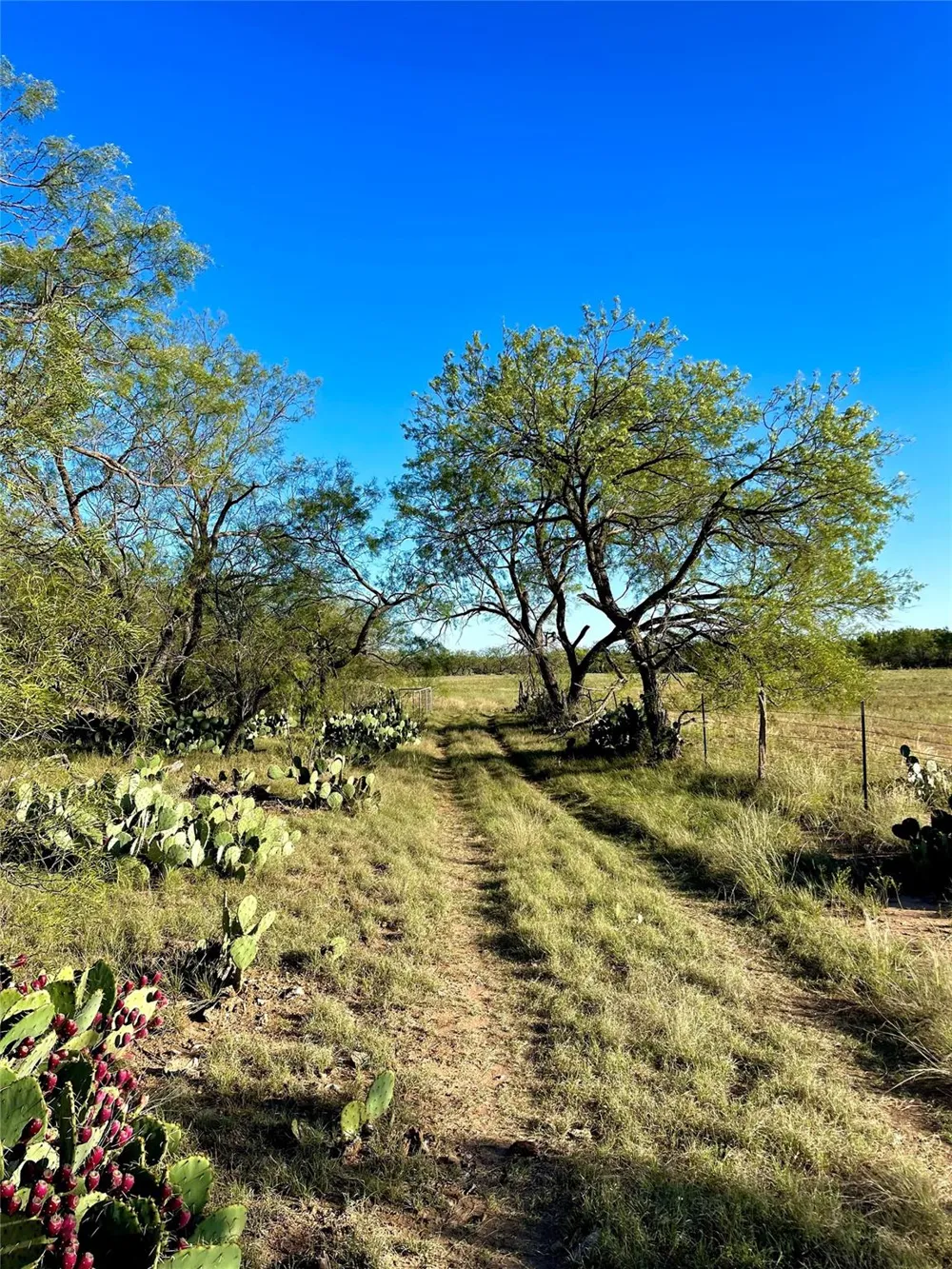 1000 Cr 116 Ballinger, TX 76821