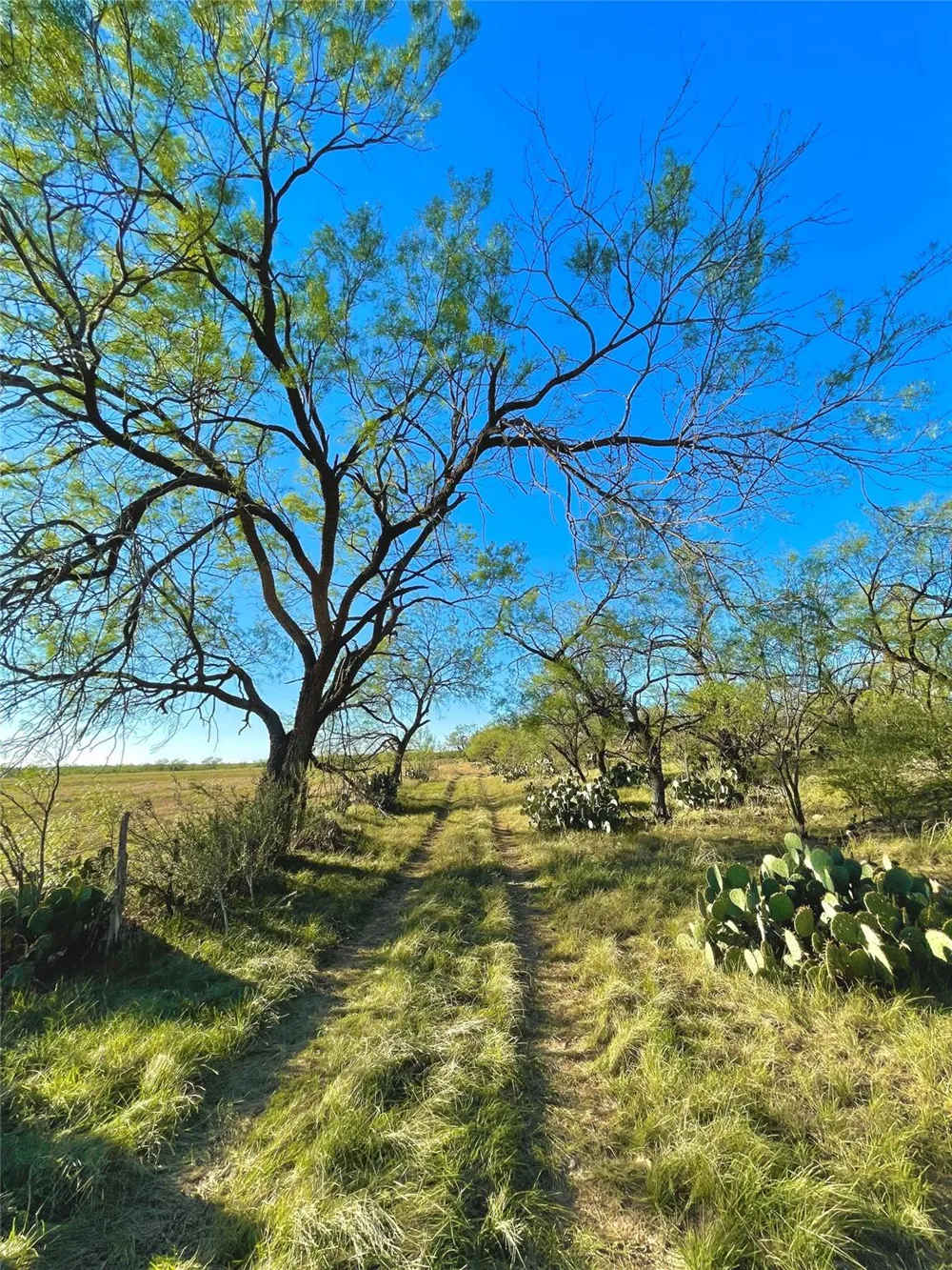 1000 Cr 116 Ballinger, TX 76821