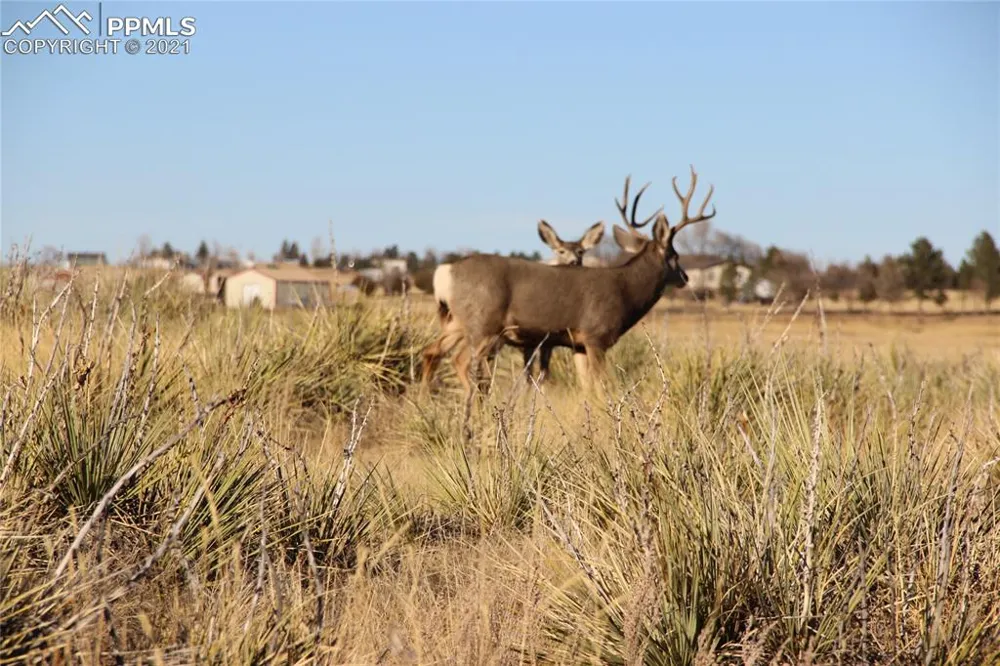 2907 S Solberg Court Peyton, CO 80831