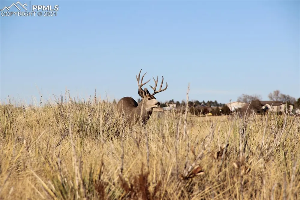 2907 S Solberg Court Peyton, CO 80831