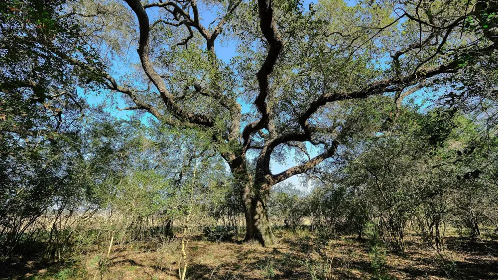 26266 Fields Store Road Hockley, TX 77484
