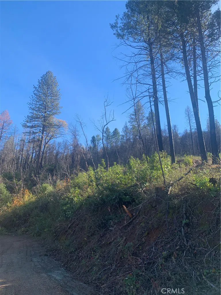 Four Trees Road Concow, CA 95965