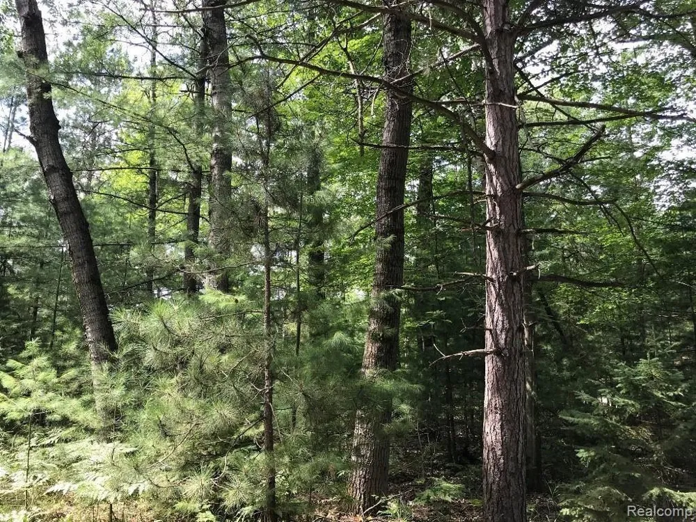 Racoon Trail Alcona Township, MI 48742