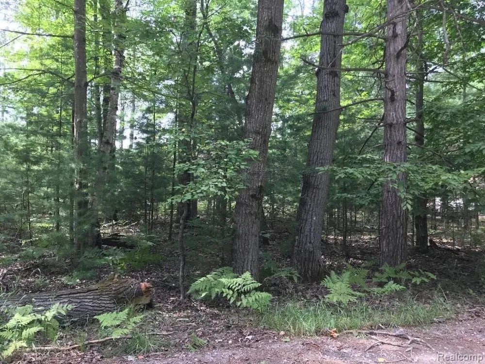 Racoon Trail Alcona Township, MI 48742
