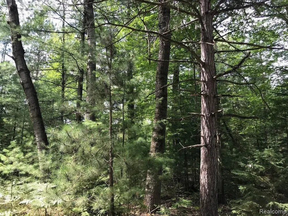 Racoon Trail Alcona Township, MI 48742