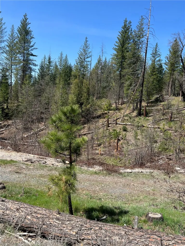 6493 Greeley Hill Road Coulterville, CA 95311