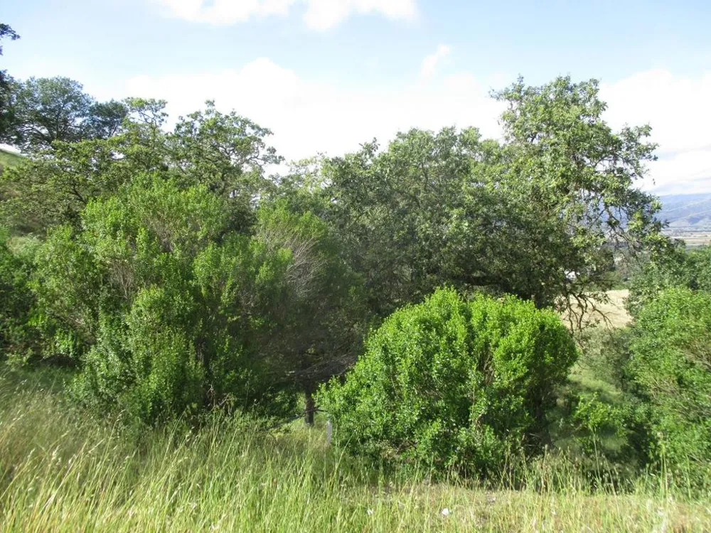 1935 Hayes Lane San Martin, CA 95046