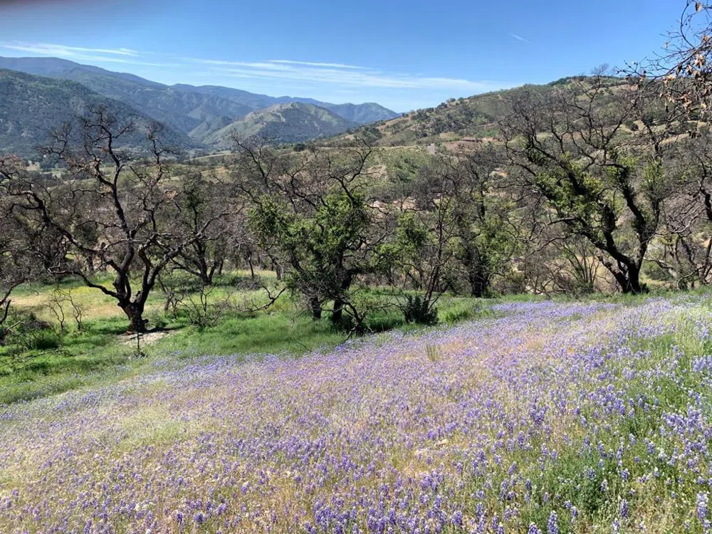 Cachagua Carmel Valley, CA 93924