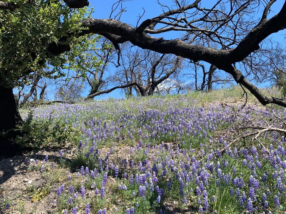 Cachagua Carmel Valley, CA 93924