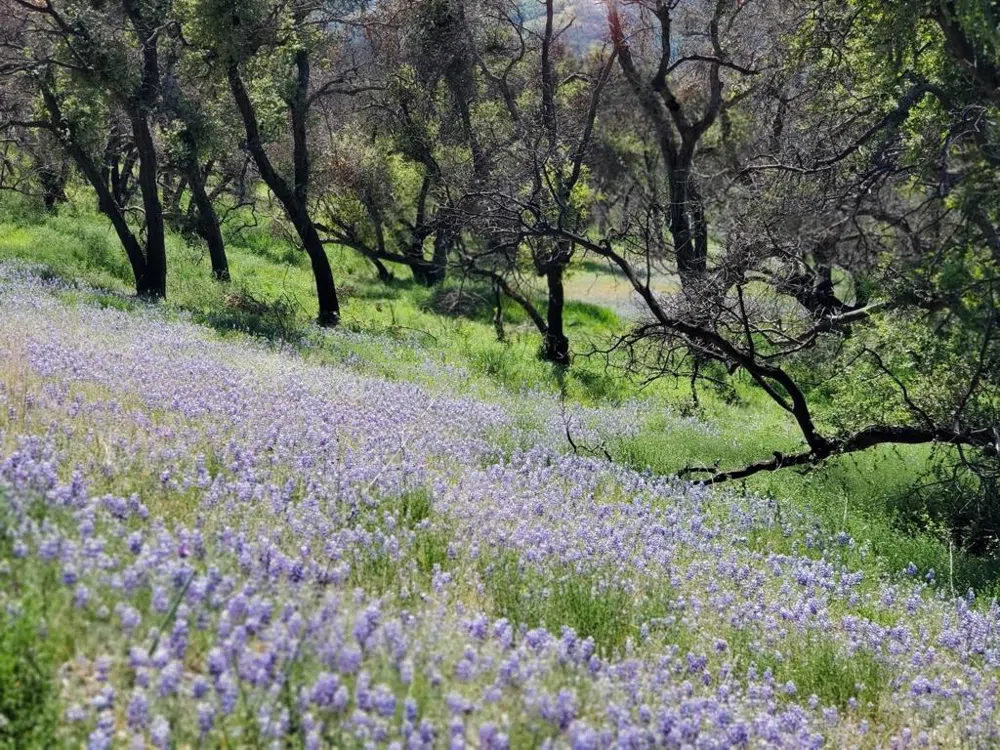 Cachagua Carmel Valley, CA 93924