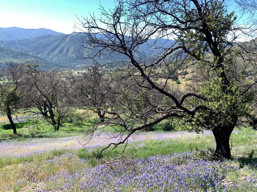 Cachagua Carmel Valley, CA 93924