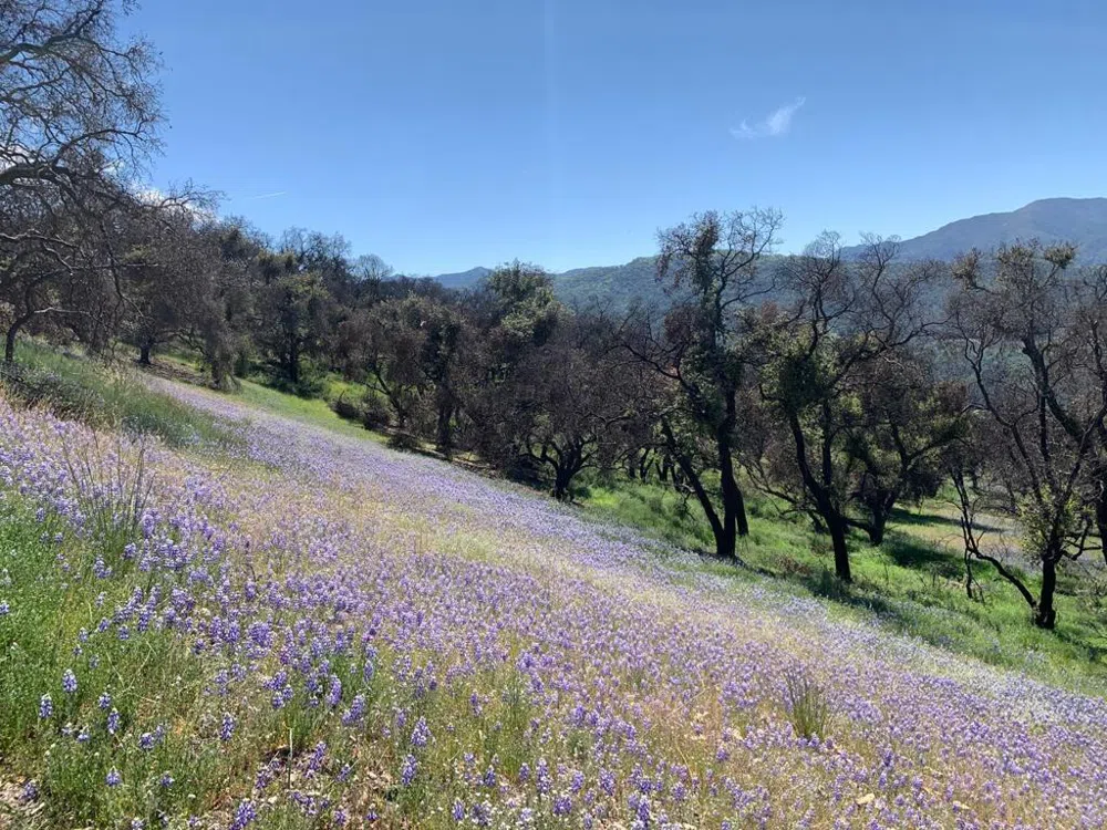 Cachagua Carmel Valley, CA 93924