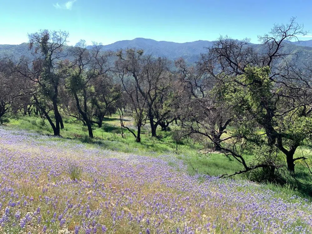Cachagua Carmel Valley, CA 93924