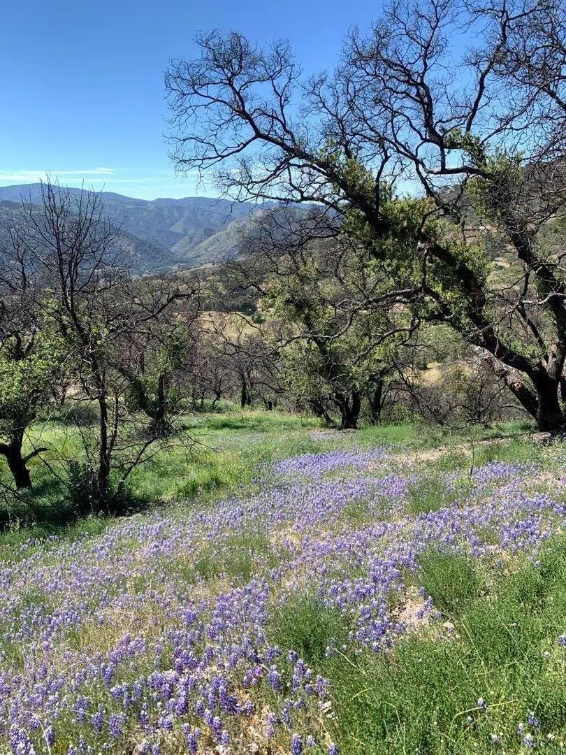 Cachagua Carmel Valley, CA 93924