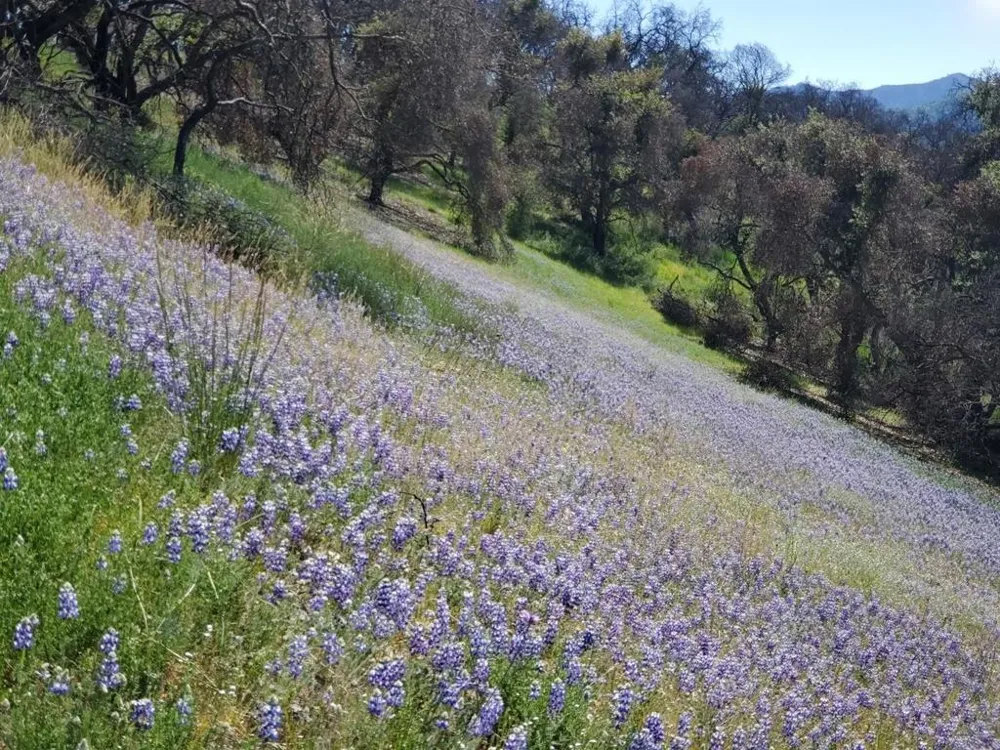 Cachagua Carmel Valley, CA 93924