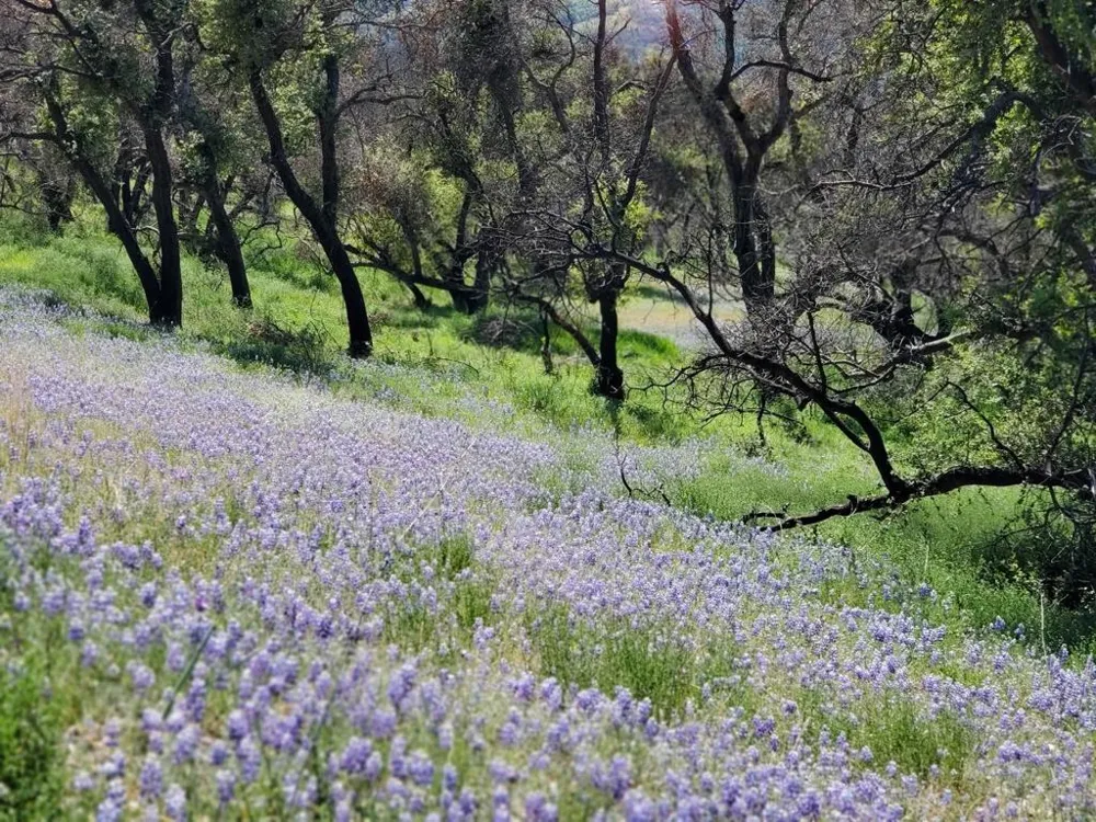 Cachagua Carmel Valley, CA 93924