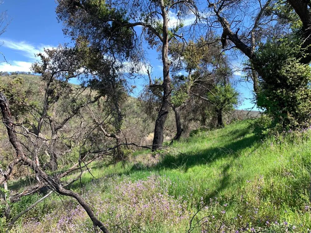 Cachagua Carmel Valley, CA 93924