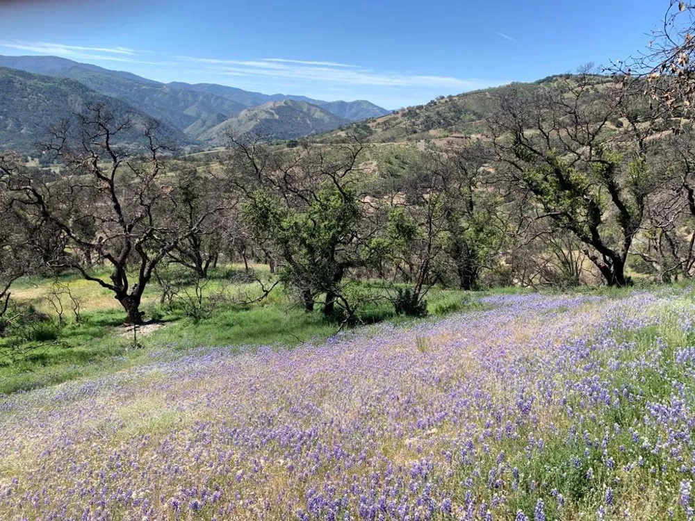 Cachagua Carmel Valley, CA 93924