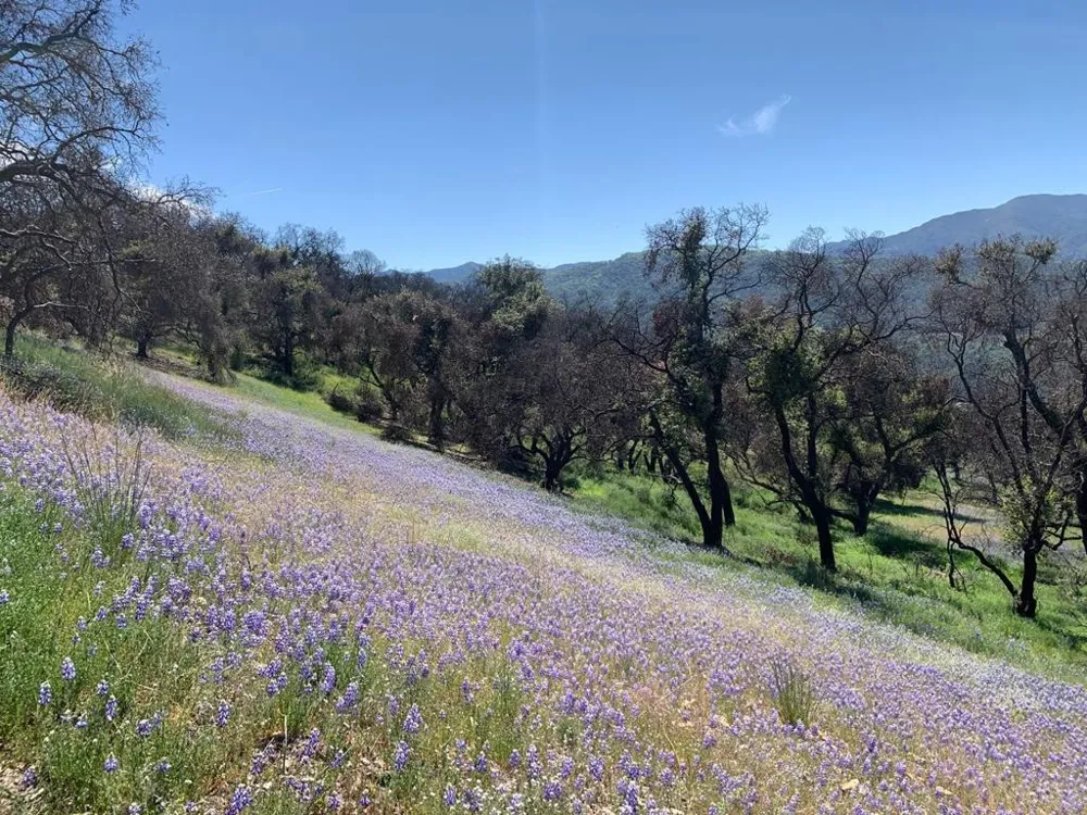 Cachagua Carmel Valley, CA 93924