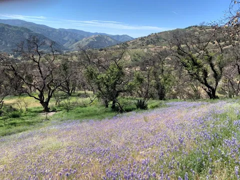 Cachagua