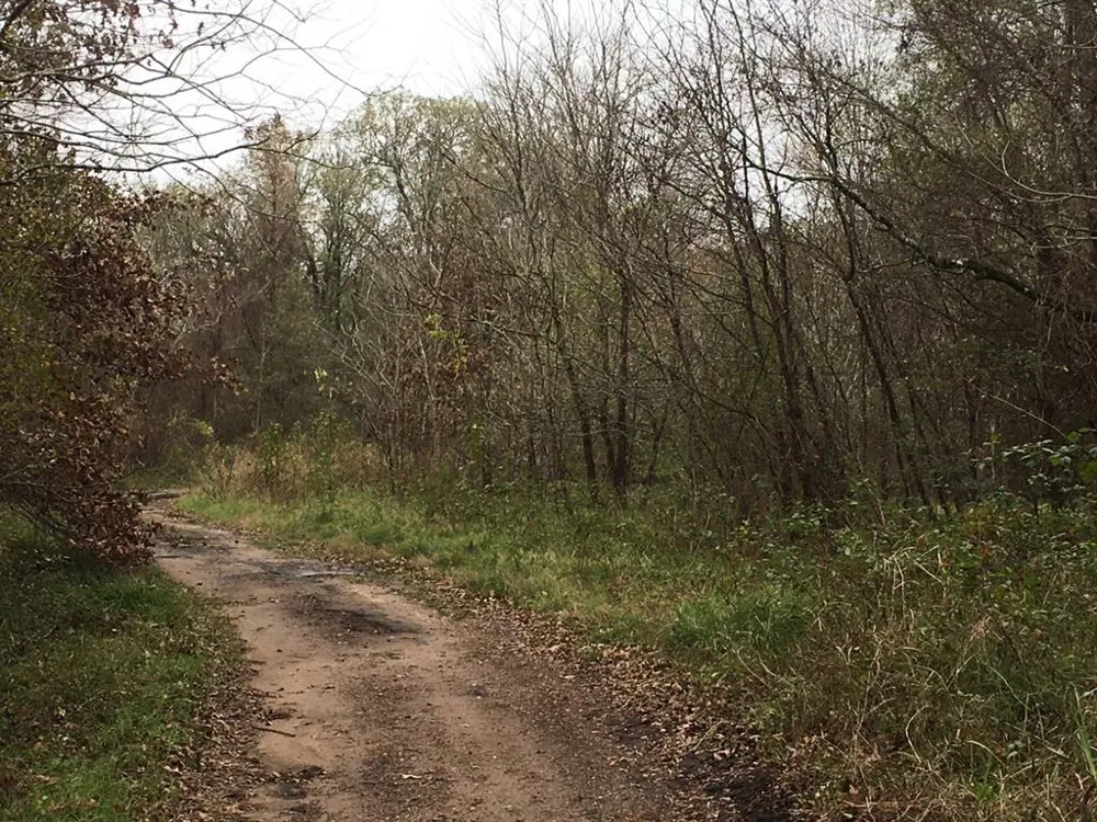 Big Creek Shepherd, TX 77371