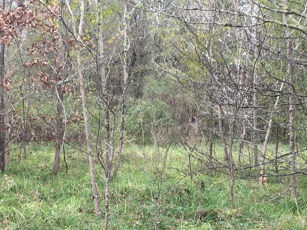 Big Creek Shepherd, TX 77371