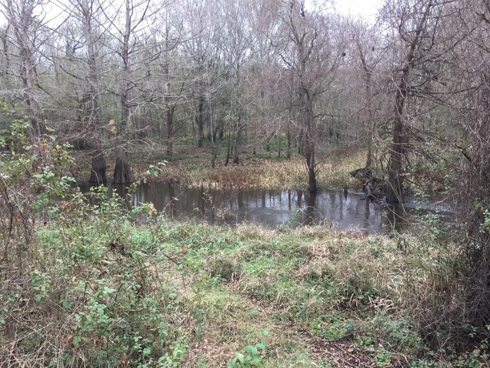 Big Creek Shepherd, TX 77371