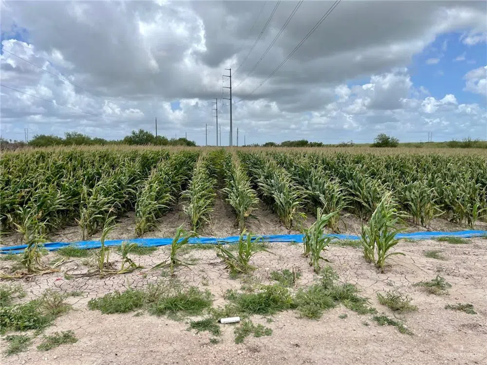 TBD Gonzalez Road Progreso, TX 78579