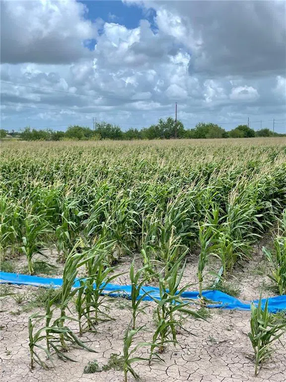 TBD Gonzalez Road Progreso, TX 78579