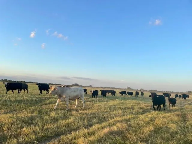 CR 358 Gause, TX 77857