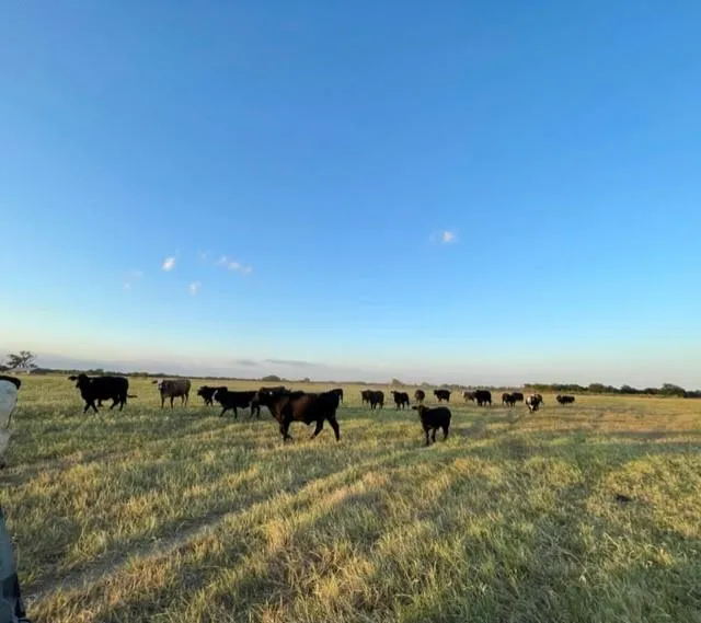 CR 358 Gause, TX 77857
