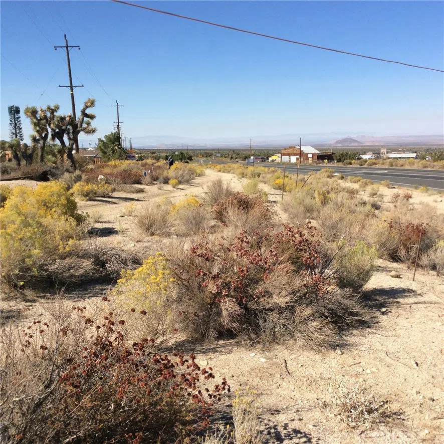 Smoketree Pinon Hills, CA 92372