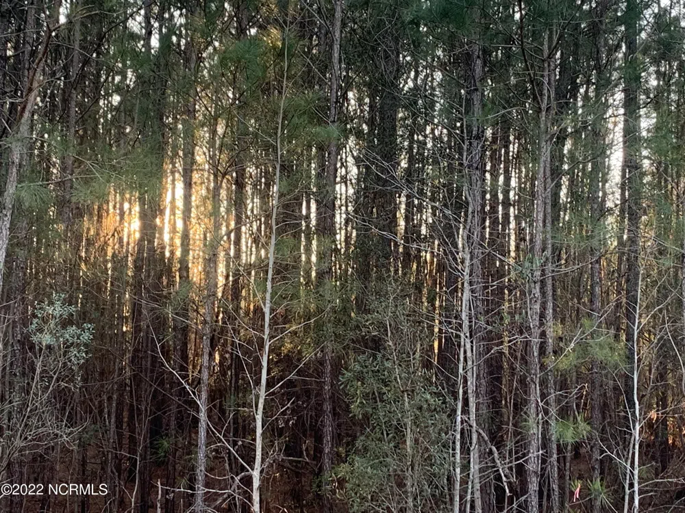 Lot 24 Bailey Pointe S/D Drive Belhaven, NC 27810