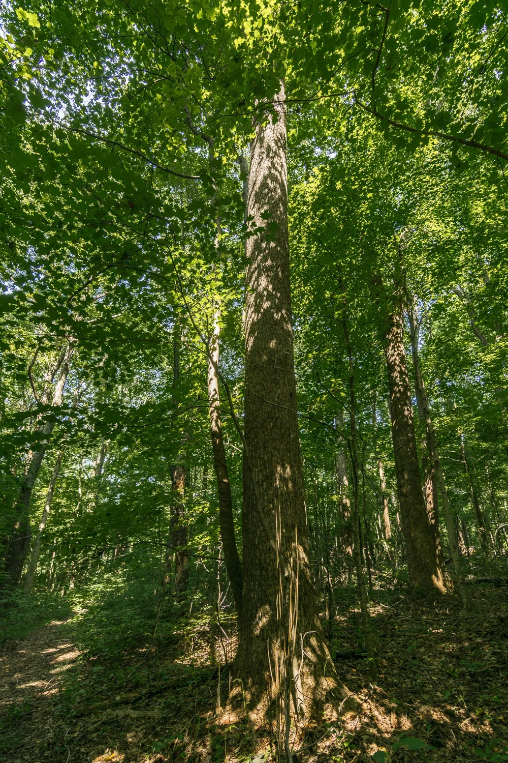 0 S Thompson Ln Goodlettsville, TN 37072
