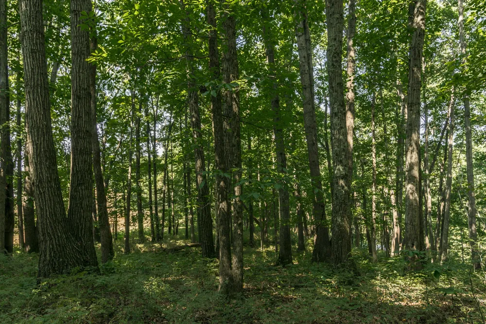 0 S Thompson Ln Goodlettsville, TN 37072