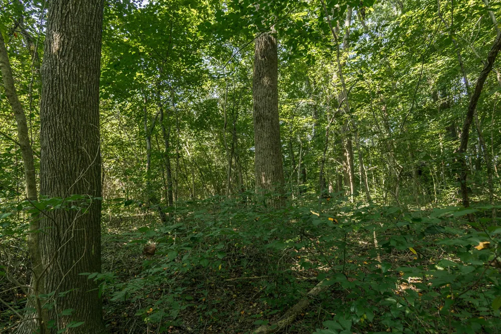 0 S Thompson Ln Goodlettsville, TN 37072