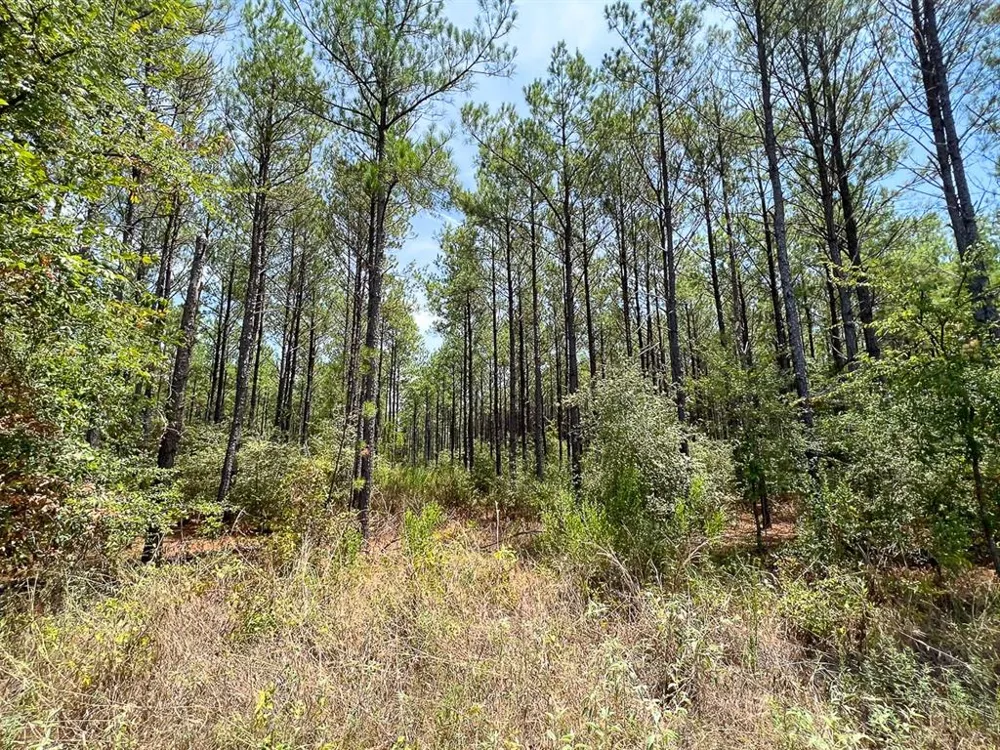 Lost Indian Camp Rd Huntsville, TX 77320